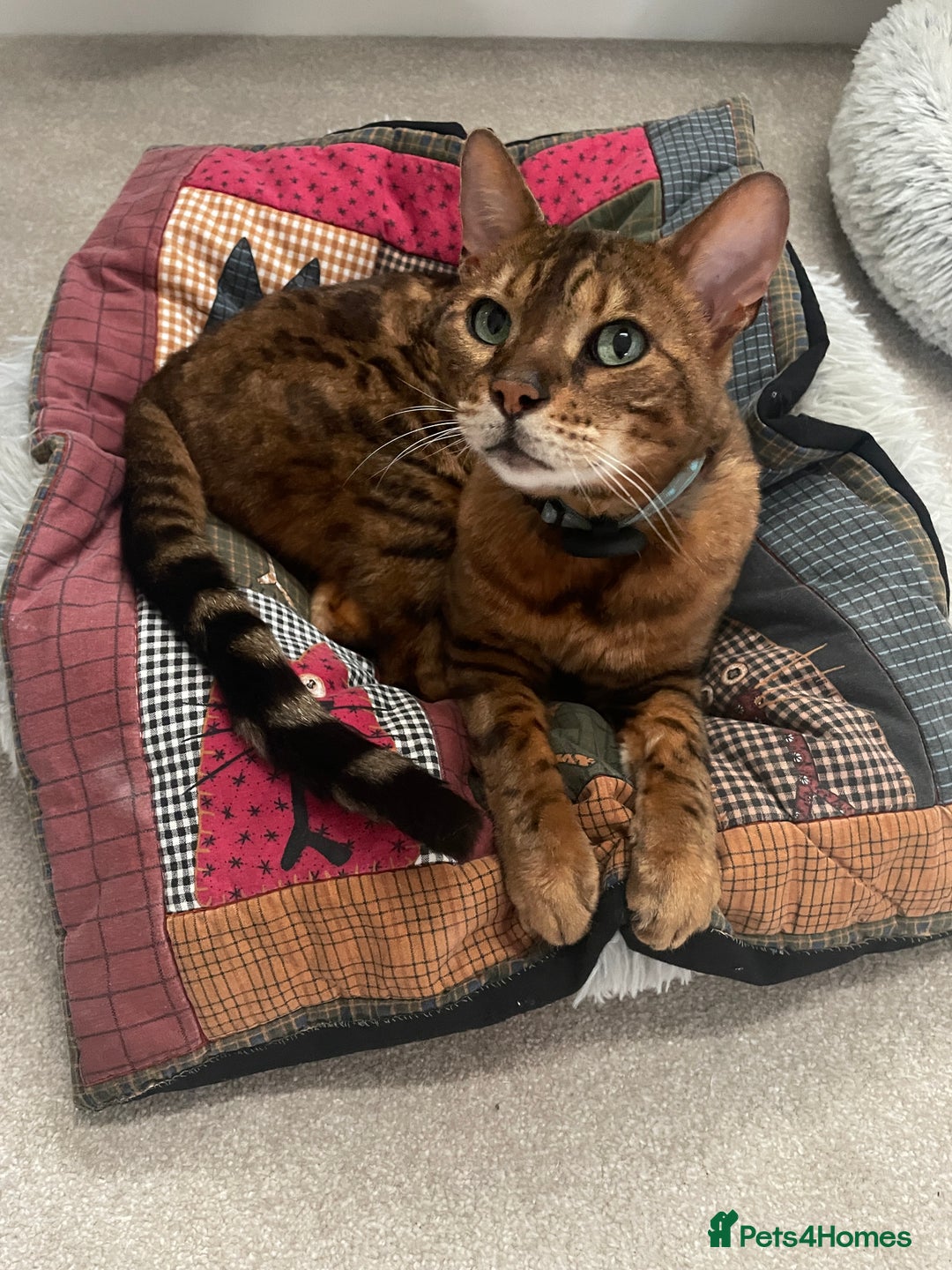 Bengal cats for sale: Beautiful Bonded Bengals - Advert 2
