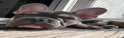French Bulldog dogs for sale: Puppy  in Gosport - Advert 5