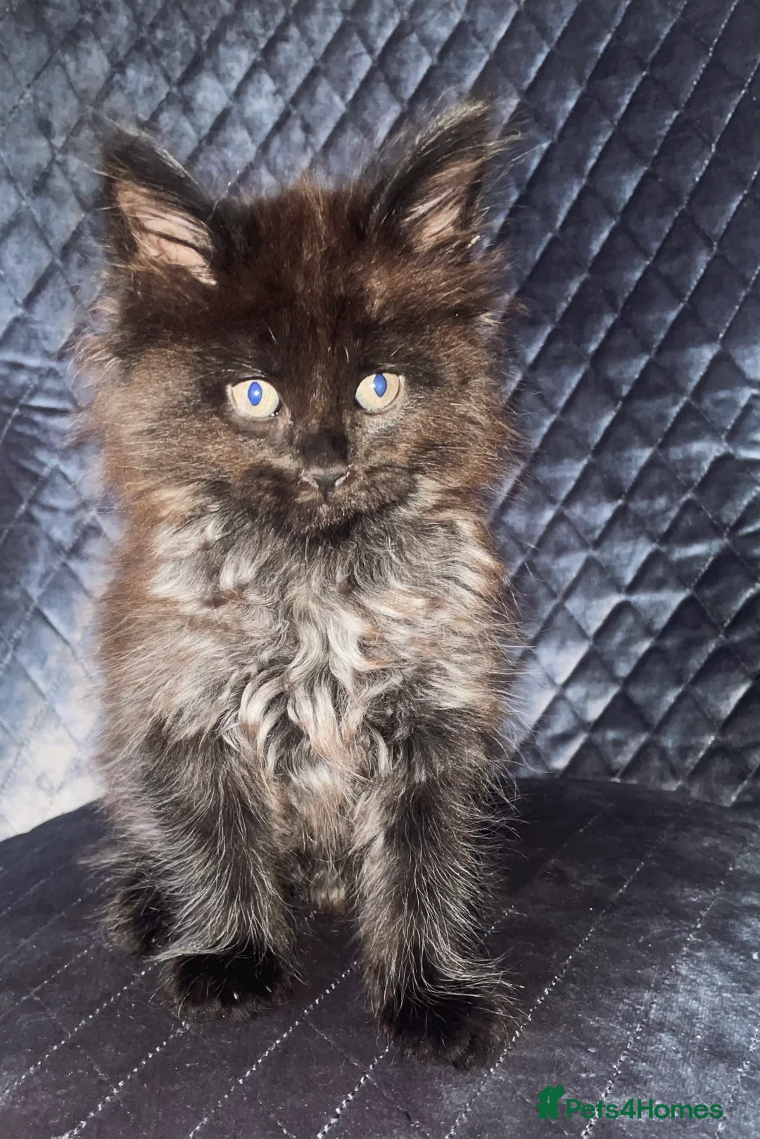 Maine Coon cats for sale: Giant Russian Mainecoons Kittens - Advert 21