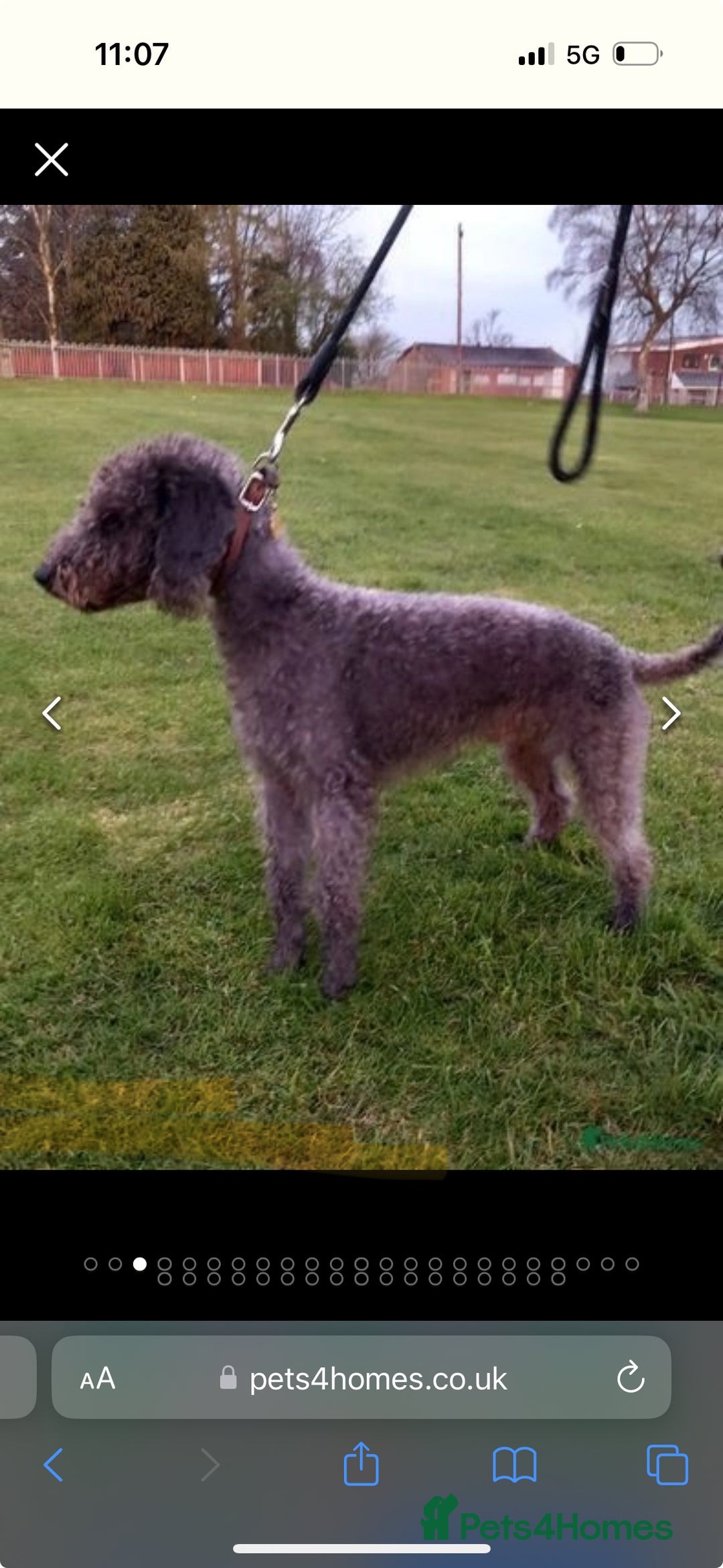 Mixed Breed dogs for sale: 3/4Bedlington 1/4Whippet - Image 22