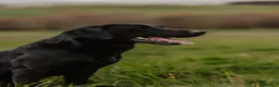 Labrador Retriever dogs for stud: Braemossrose Samson at Stud - Advert 6