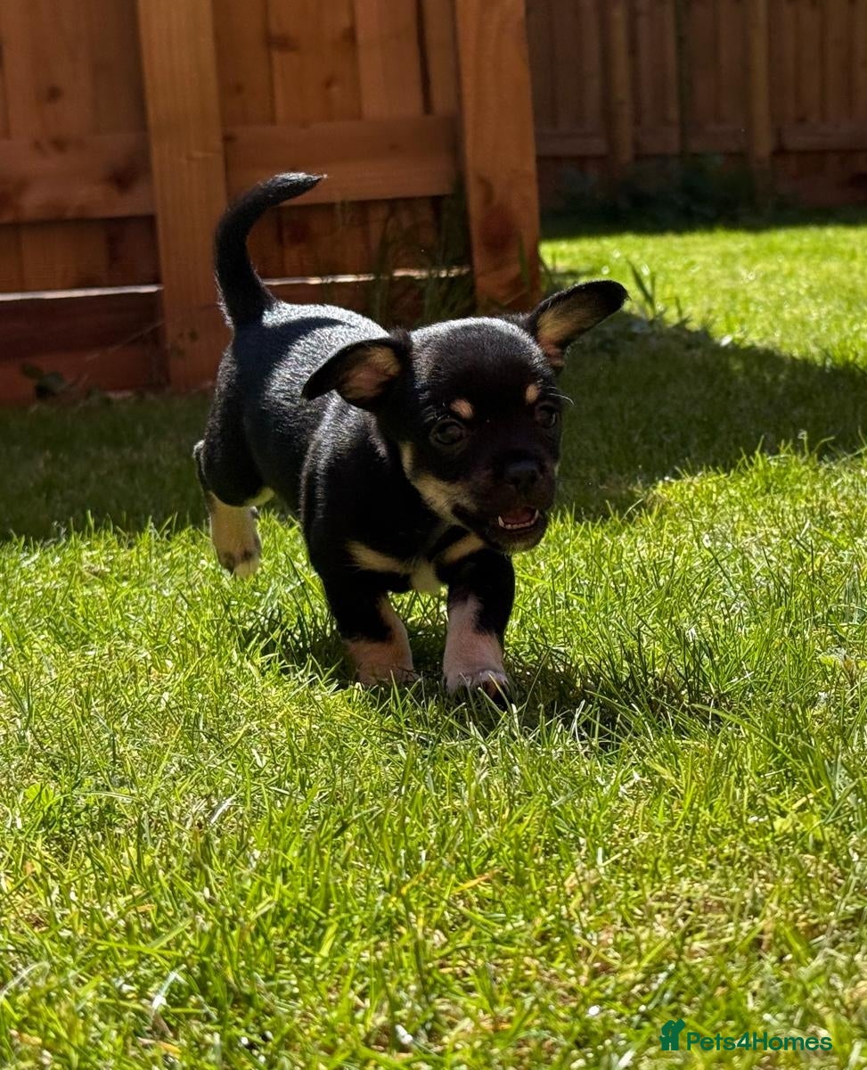 Jack Chi dogs Jackchi for sale 2 boys left  - Advert 2