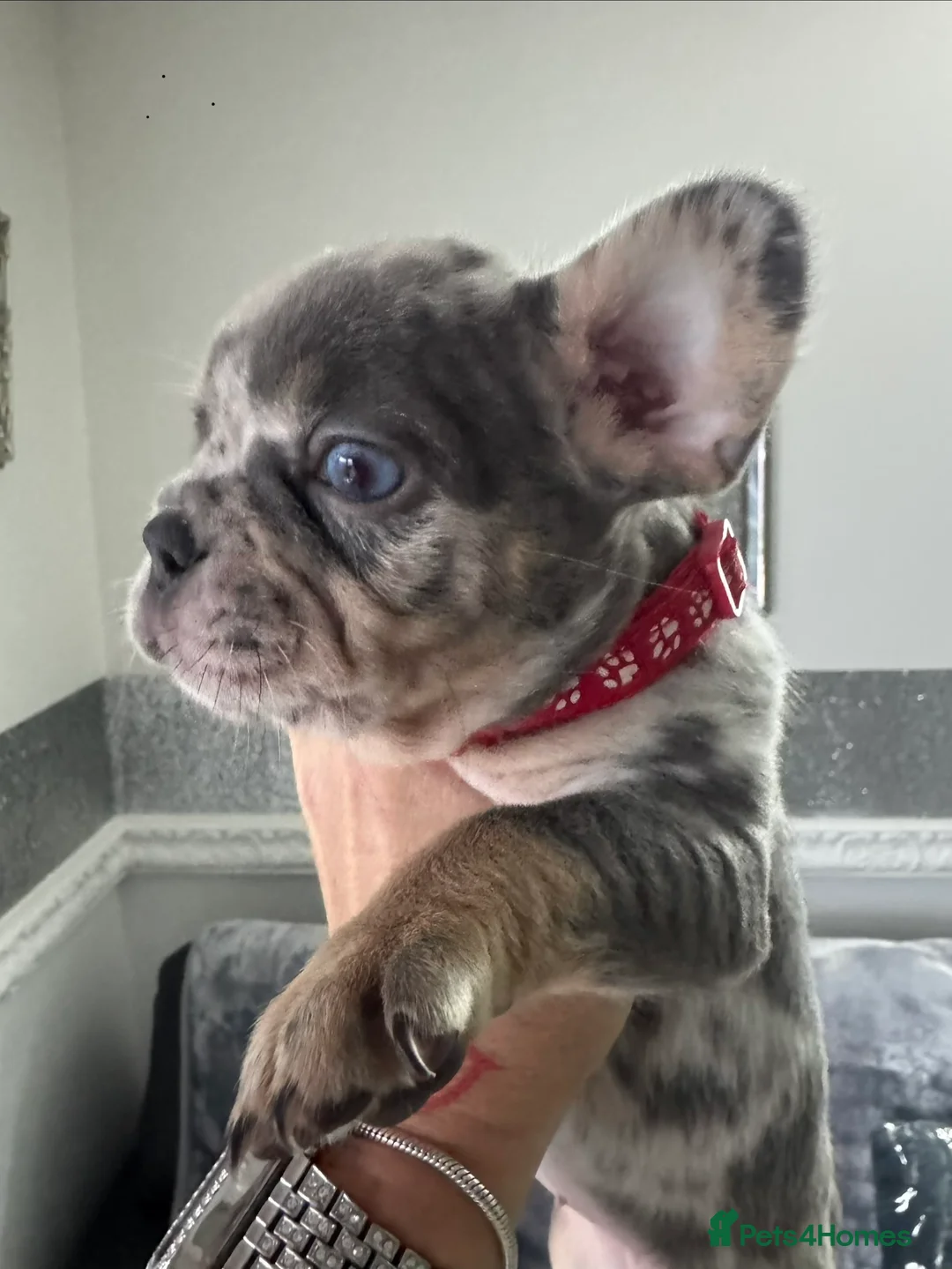 French Bulldog dogs for sale: Out standing french bulldogs merles carry fluffy - Advert 1