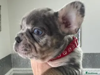French Bulldog dogs Out standing french bulldogs merles carry fluffy - Advert 15