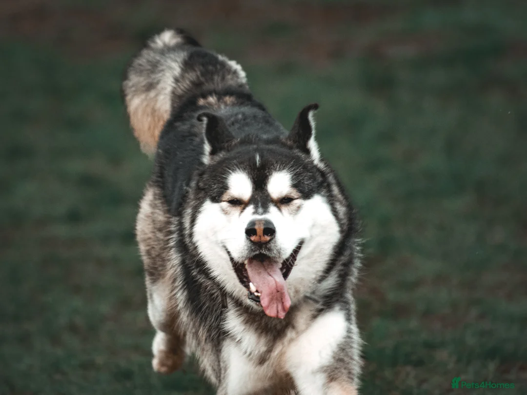 Alaskan Malamute dogs for stud: Stunning Stud Alaskan Malamute x Akita  - Advert 1