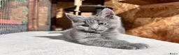Mixed Breed cats for sale: 😍British Shorthair &Maine Coon 😍 - Advert 1