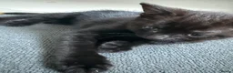 Mixed Breed cats for sale: 3 lovely kittens litter trained and on dry food - Advert 14