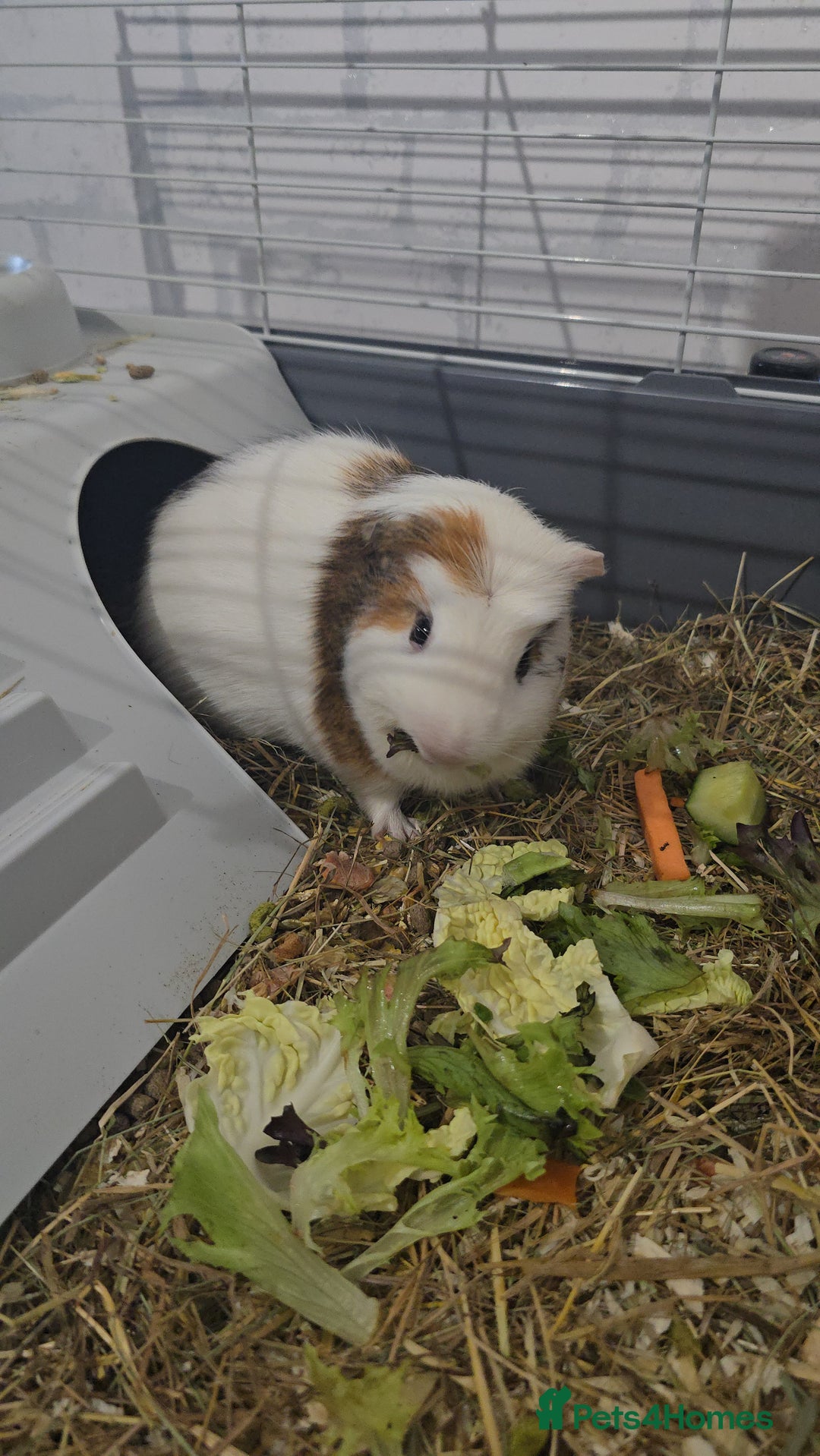 Guinea Pig rodents for sale: Male guinea pigs  - Advert 6