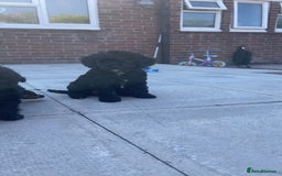 Cockapoo dogs for sale: Beautiful F1B Cockerpoos🐶 - Image 35