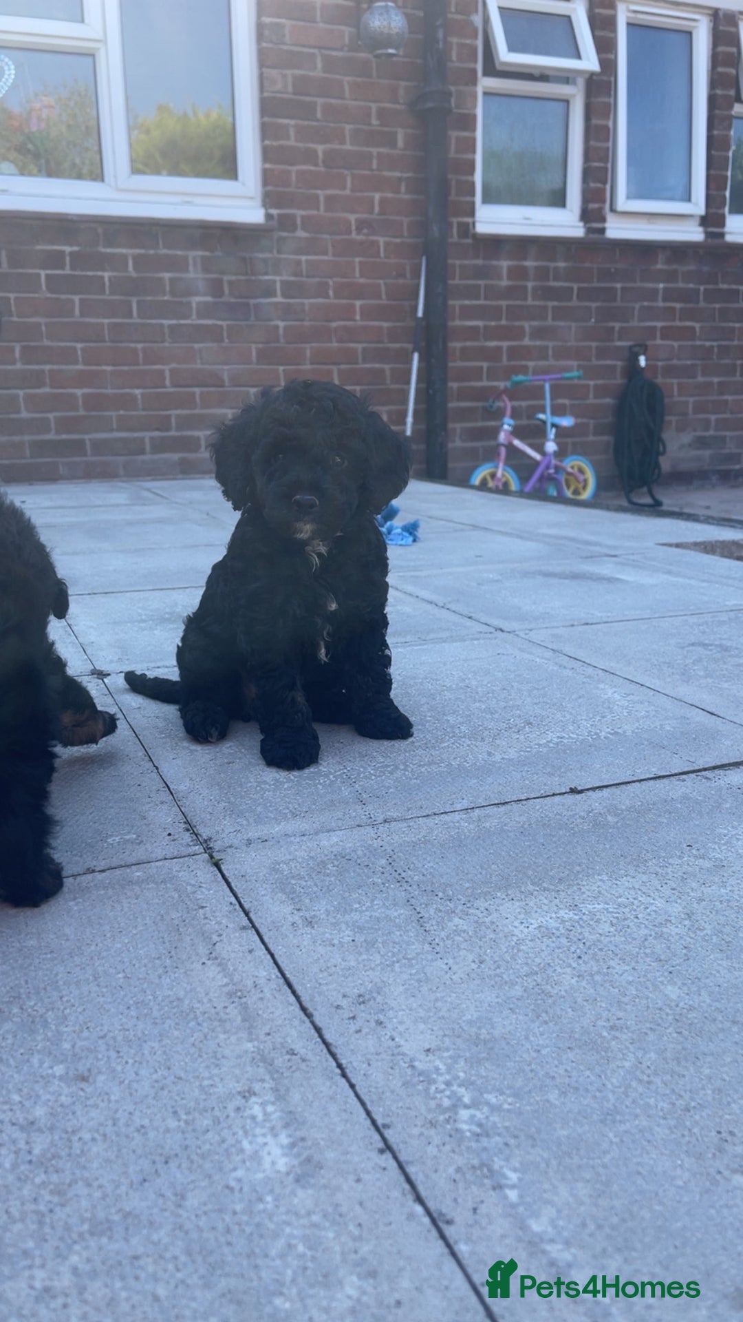 Cockapoo dogs for sale: Beautiful F1B Cockerpoos🐶 - Image 35