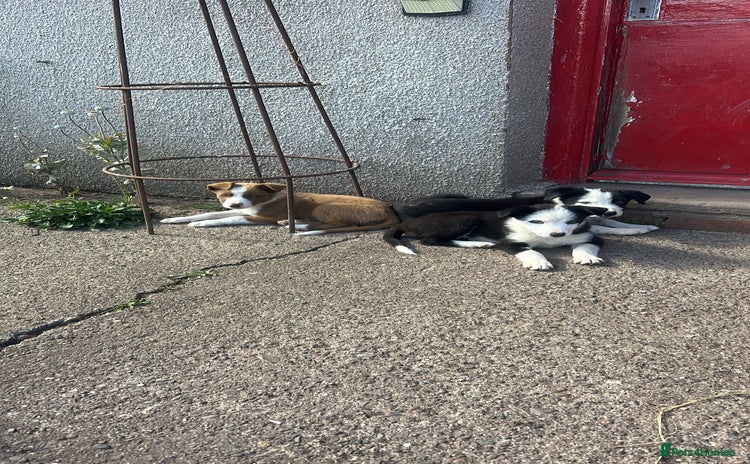 Border Collie dogs for sale - Advert 1