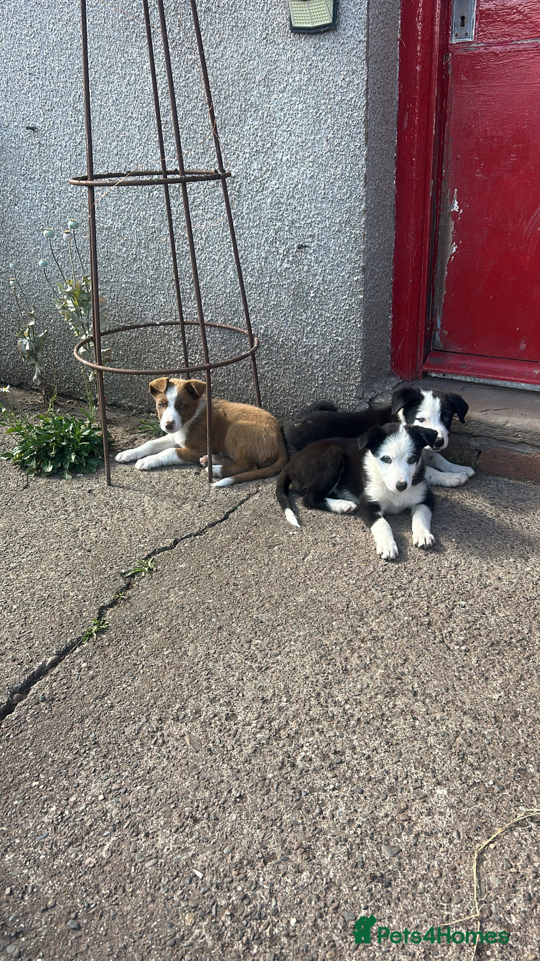 Border Collie dogs for sale: Border Collie Puppies – Ready Now - Image 1