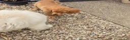 Golden Retriever dogs for sale: Stunning dark Golden retriever puppies - Advert 4
