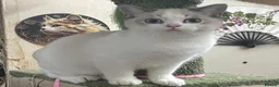British Shorthair cats for sale: Full Pedigree Kittens available  - Advert 19