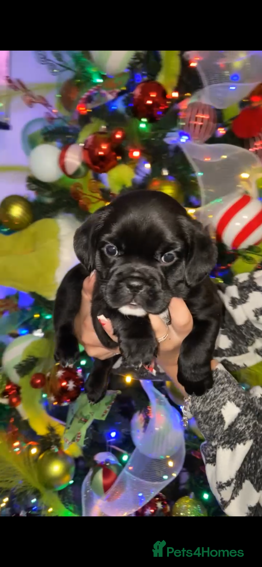 Mixed Breed dogs for sale: Only 2 beautiful girl pups left - Advert 9