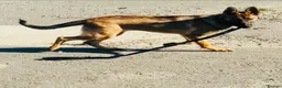 German Shepherd dogs for sale: Narla in London - Advert 5