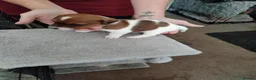 Mixed Breed dogs for sale: Jack Russell Cross Pups - Advert 7