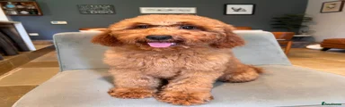Labradoodle Puppy 8