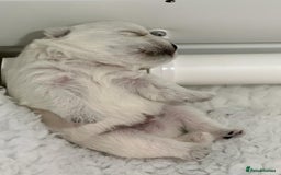 West Highland Terrier dogs for stud: Stud.. in Greenock - Image 11