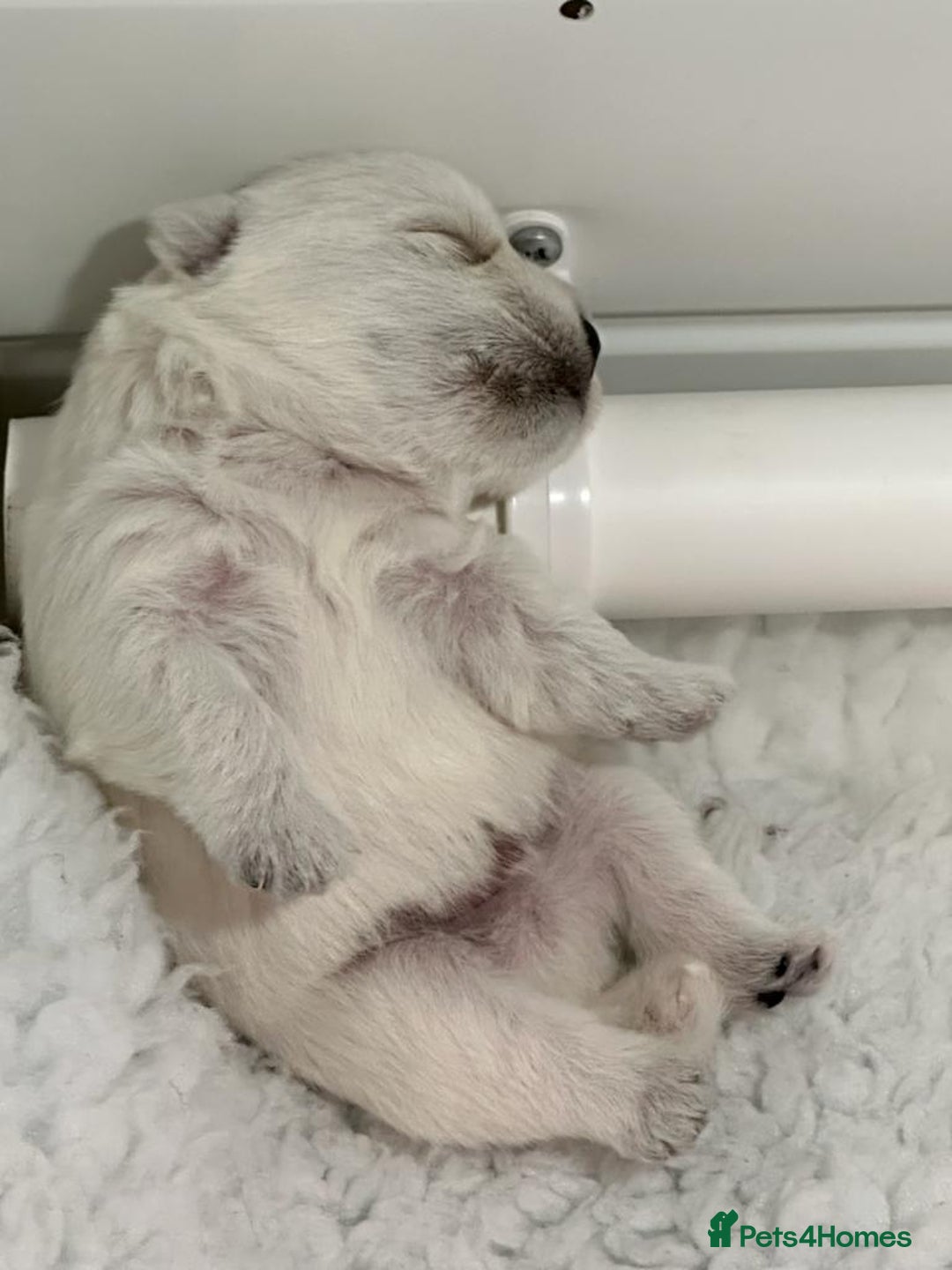 West Highland Terrier dogs for stud: Stud.. in Greenock - Image 11