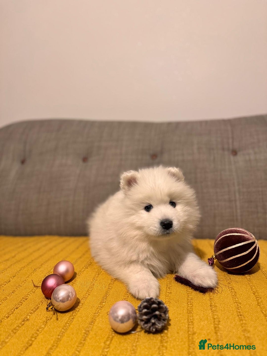 Samoyed dogs for sale: Lovely 4 GIRLS Samoyed puppy - Advert 23