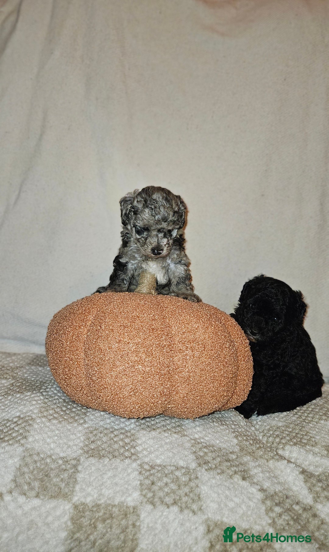 Toy Poodle dogs for sale: Toy poodle puppys - Image 3