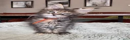 Maine Coon cats for sale: Superb quality Maine coon girls  - Advert 18