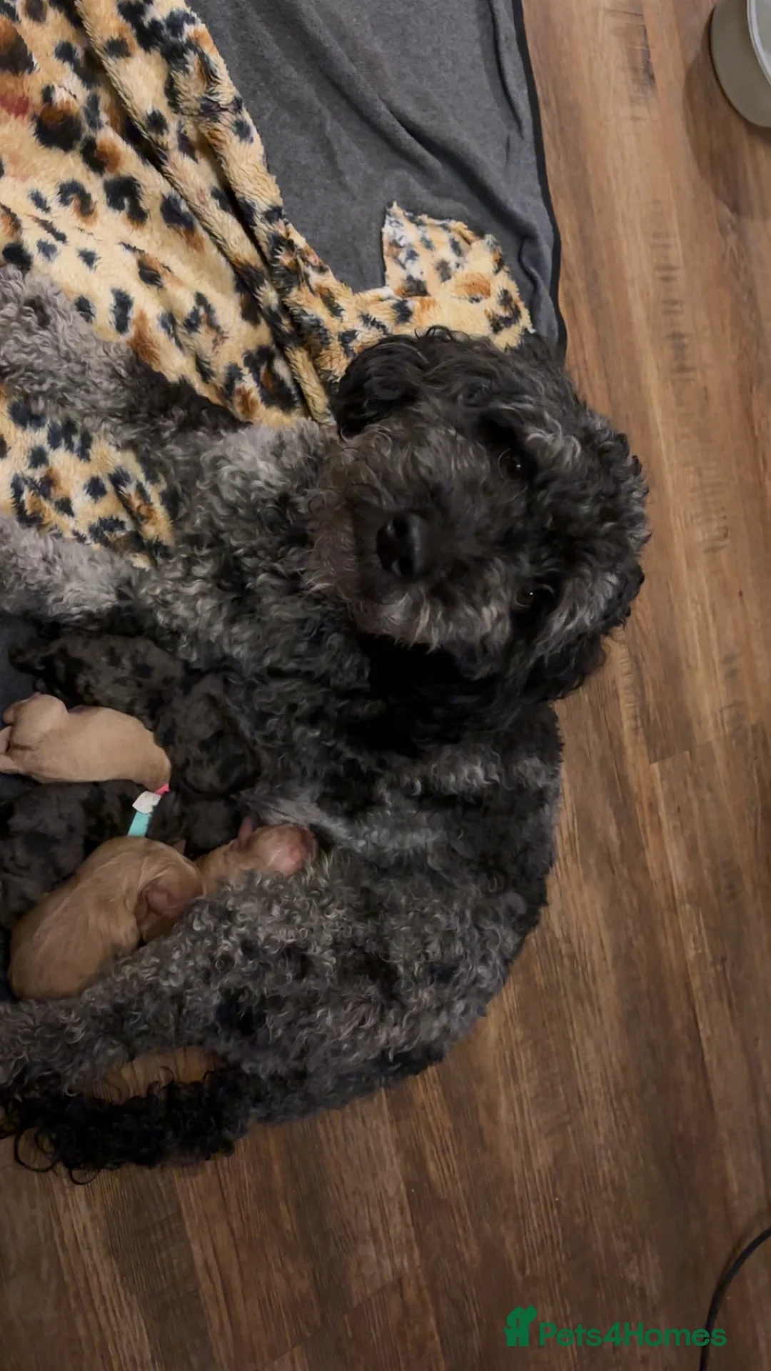 Mixed Breed dogs for sale: 💕Cutest Australian Labradoodle Puppies💕 - Advert 2