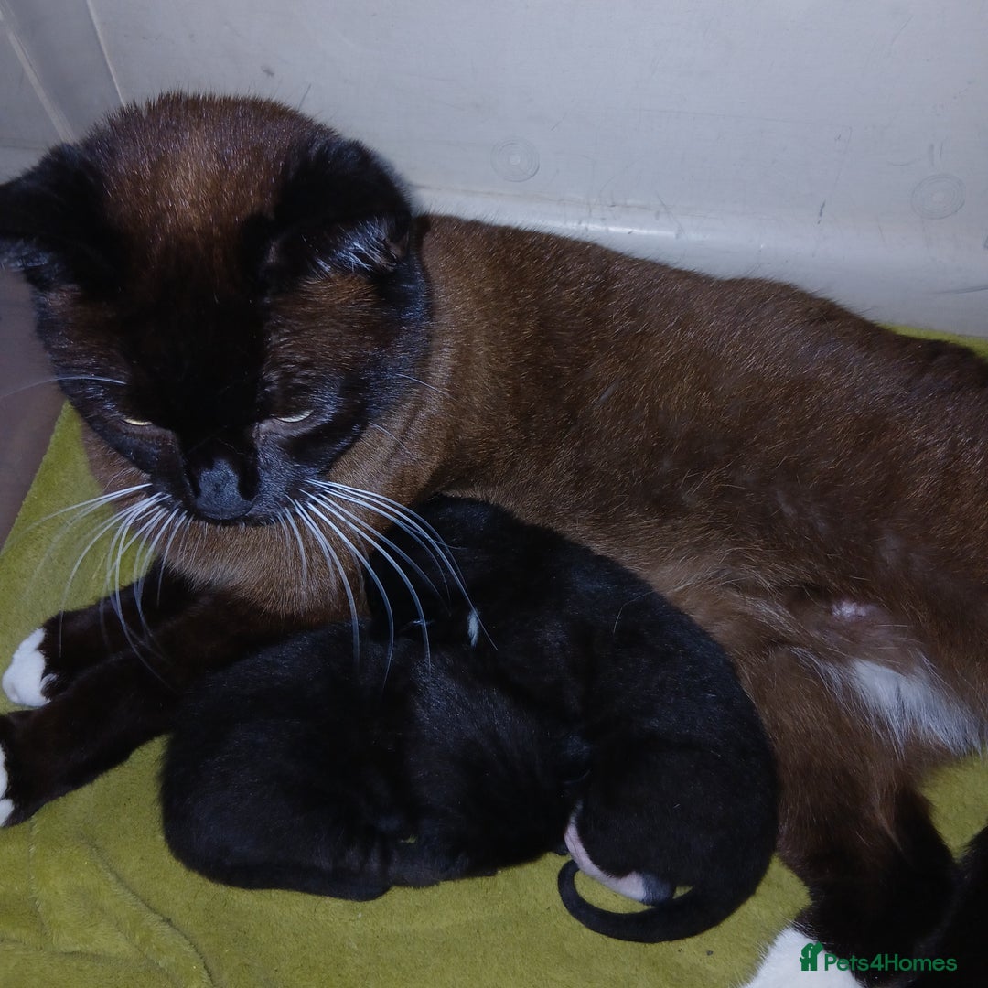 Mixed Breed cats for sale: READY NOW 4 male kittens looking for forever homes - Image 2