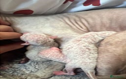 Cornish Rex cats for sale: Stunning ready to leave now Cornish Rex Female  - Image 13