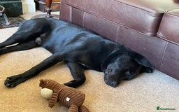 Mixed Breed dogs for sale: Labrakita Male 9 months - Image 4