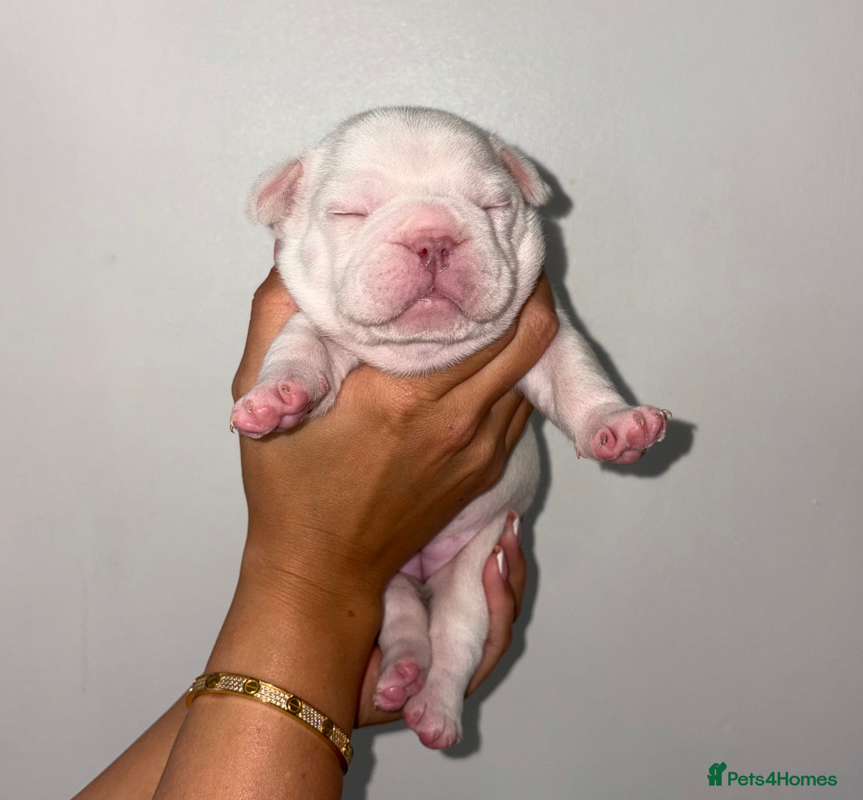 French Bulldog dogs  French bulldogs  - Advert 17