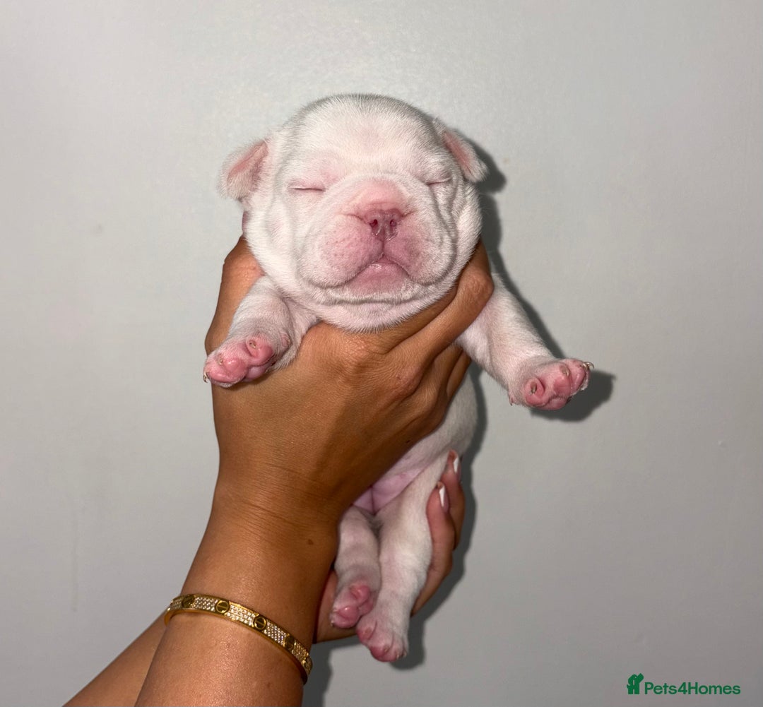 French Bulldog dogs for sale:  French bulldogs  - Advert 1