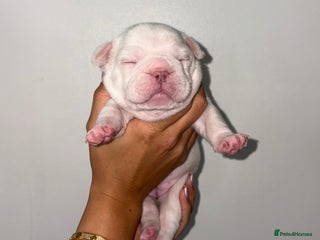 French Bulldog dogs French bulldogs - Advert 1