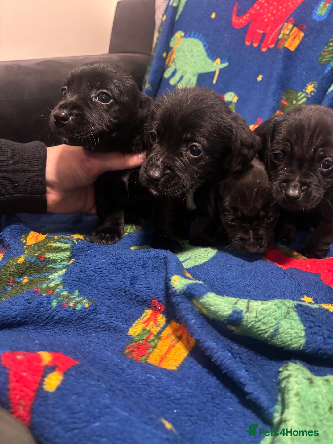 Mixed Breed dogs for sale: Cocker spaniel cross jack russel  - Advert 5