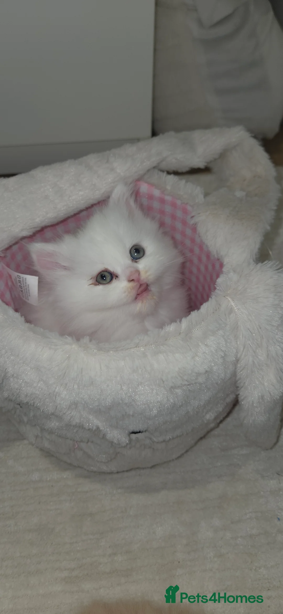 Persian cats for sale: Ready for new home Persian kittens - Advert 17