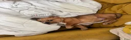 Mixed Breed dogs for sale: Beautiful British bulldog/Yorkie puppy - Advert 9