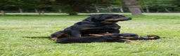 Rottweiler dogs for sale: TRADITIONAL GERMAN ROTTWEILER PUPPIES FOR SALE - Advert 1