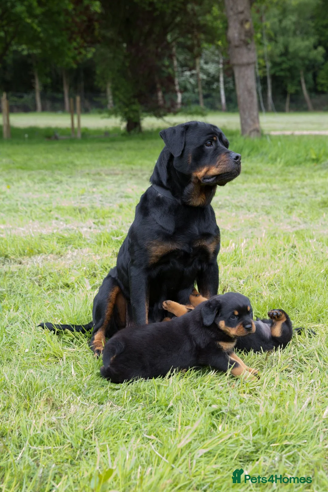 Rottweiler dogs for sale: TRADITIONAL GERMAN ROTTWEILER PUPPIES FOR SALE - Advert 1