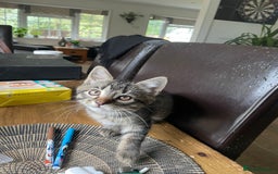 Mixed Breed cats for sale: 3 lovely natured, characterful tabby’s  - Image 16