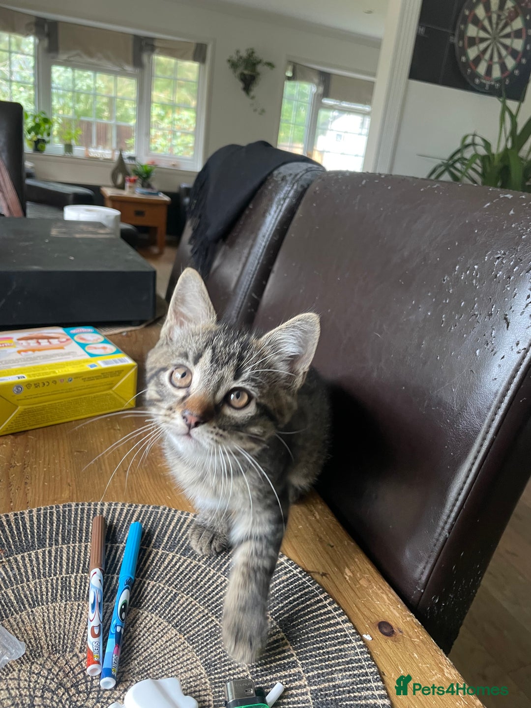 Mixed Breed cats for sale: 3 lovely natured, characterful tabby’s  - Image 16