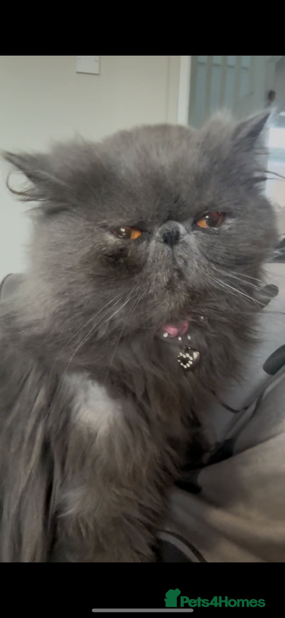 Persian cats for sale: ✨Blue female Persian GCCF✨ - Advert 1
