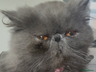 Persian cats ✨Active Blue female Persian GCCF✨ - Advert 1