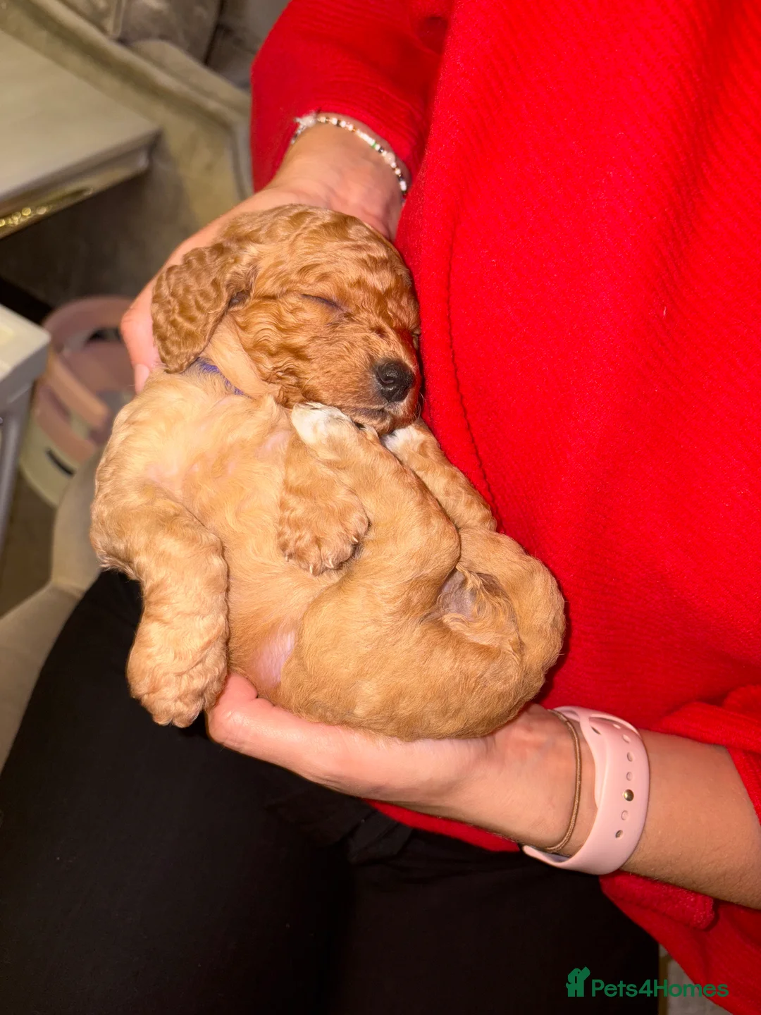 Cockapoo dogs for sale: Beautiful litter of 10 Cockapoo pups  - Advert 14