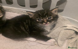 Domestic Shorthair cats for sale: Three beautiful boys ready to leave  - Image 8