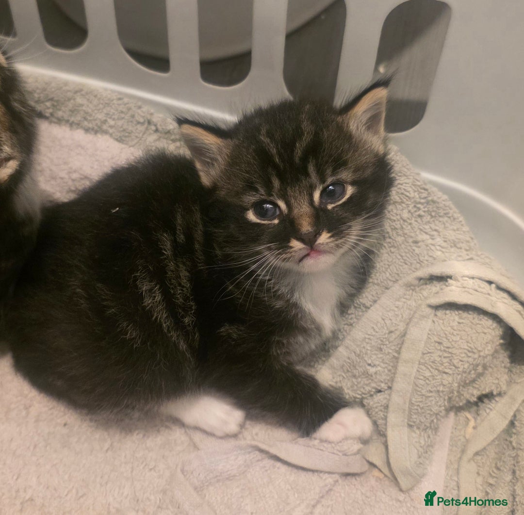 Domestic Shorthair cats for sale: Three beautiful boys ready to leave  - Image 8