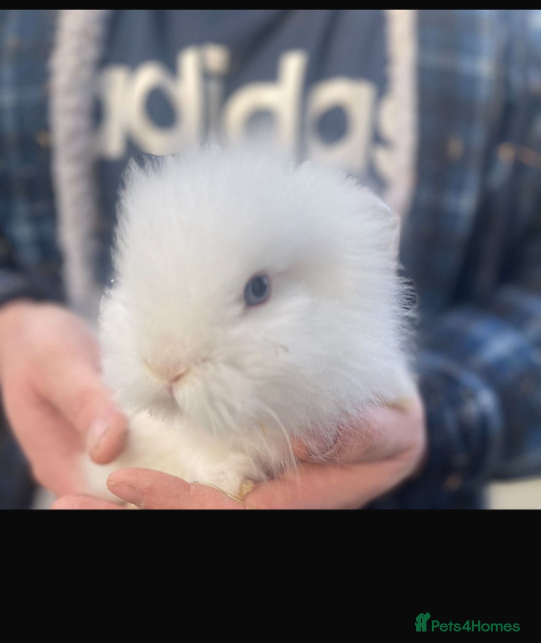 Lionhead rabbits for sale: Baby Lionhead bunnies  - Advert 1
