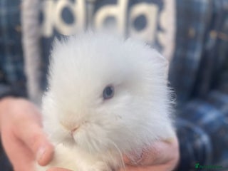 Lionhead rabbits Baby Lionhead bunnies - Advert 1