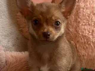 Chihuahua dogs Chihuahuas - Advert 1