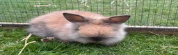 Mini Lion Lop rabbits for sale: Mini lion lops! now ready!!!! £25 each - Advert 6